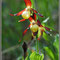 Cypripedium calceolus