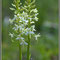 Platanthera bifolia