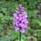 Dactylorhiza fuchsii, photo RF