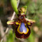 Ophrys speculum, photo Michel Hamard