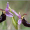 Ophrys bertolonii