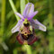 Ophrys pseudoscolopax