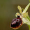 Ophrys arachnitiformis