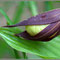 Cypripedium calceolus 