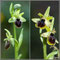 Ophrys virescens