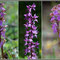 Orchis spitzelii - Orchis mascula