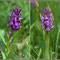 Dactylorhiza majalis, forme immaculata