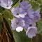 primula marginata