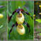 Cypripedium calceolus