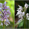 Orchis-militaris-et-f.-albiflora-Montage01