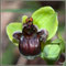 Ophrys-bombyliflora