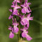 Dactylorhiza savogiensis