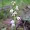 Goodyera repens, photo RF