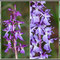 Orchis ovalis