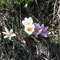 Crocus albiflorus (Crocus vernus subsp albiflorus)