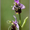 Ophrys druentica