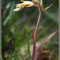  Epipactis microphylla sans chlorophylle