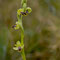 Ophrys delforgei