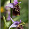 Ophrys druentica