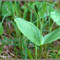 Neottia cordata et ovata