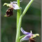 Ophrys pseudoscolopax