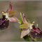 Ophrys provincialis X saratoi