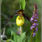 Cypripedium calceolus et Gymnadenia conopsea