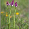 Anacamptis pyramidalis