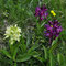 Dactylorhiza sambucina