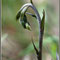  Epipactis microphylla 