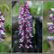 Orchis purpurea - Orchis x hybrida - Orchis militaris