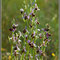 Ophrys-souchei-01-Station-1-Ste-Cecile