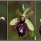 Ophrys passionis x arachnitiformis