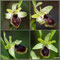 Ophrys virescens