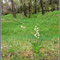 Cephalanthera longifolia-