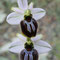 Ophrys splendida,  photo Jean-Claude Gooris