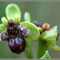 Ophrys-bombyliflora