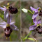 Ophrys scolopax X saratoi