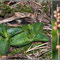 Goodyera repens