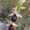 Ophrys arachnitiformis, photo RF