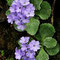 Primula marginata