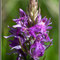 Dactylorhiza-fuchsii-X-incarnata-(D.-x-kerneriorum)-DSC_2325