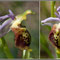 Ophrys druentica