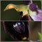 Ophrys-bertolonii-