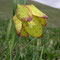 Fritillaria tubiformis subsp moggridgei