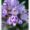 Dactylorhiza fuchsii, photo Annie Pinaud