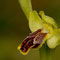 Ophrys delforgei