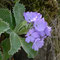 Primula marginata