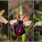 Ophrys majellensis, montage
