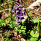 Corydalis solida